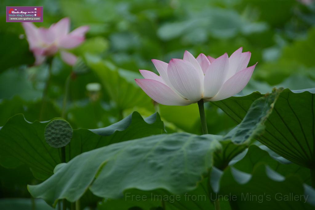 20180618lotus-hunghu_DSC_1552.JPG