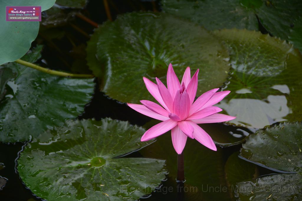 20180618lotus-hunghu_DSC_1553.JPG