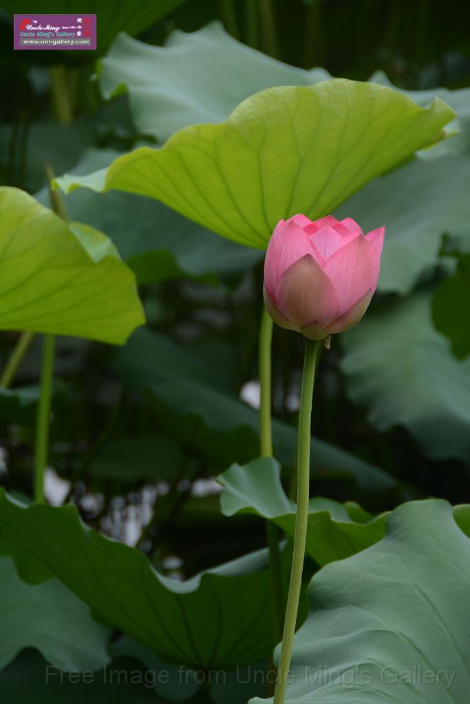 20180618lotus-hunghu_DSC_1554.JPG