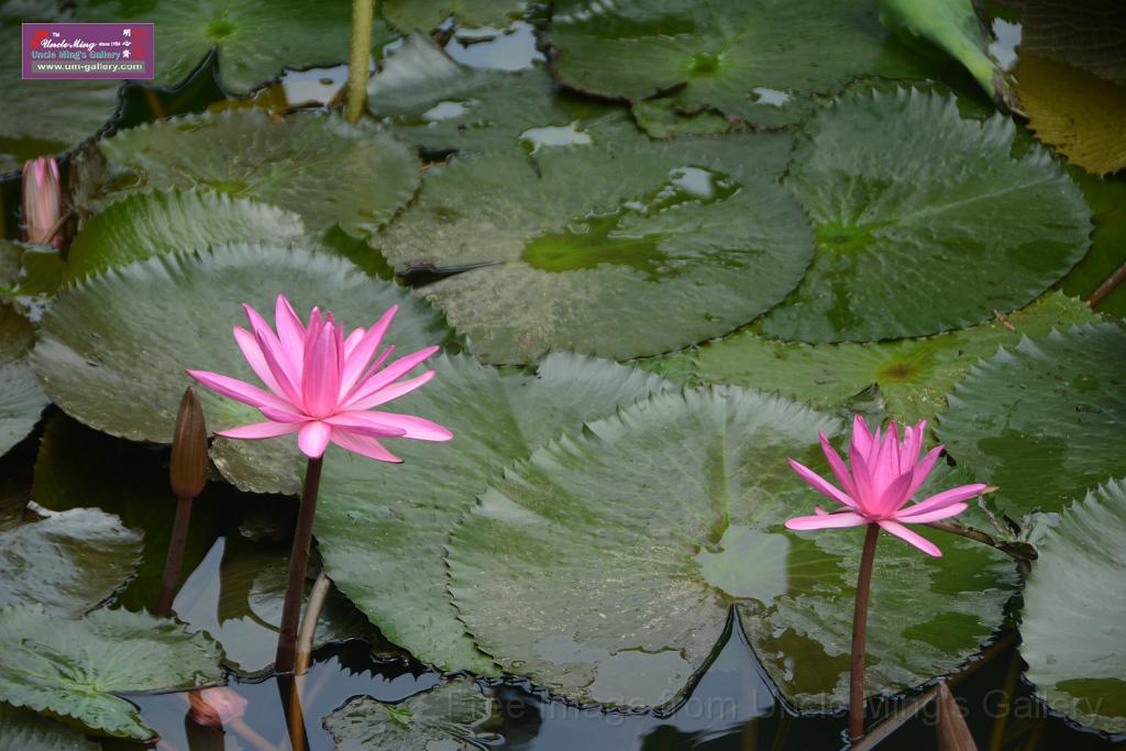 20180618lotus-hunghu_DSC_1556.JPG