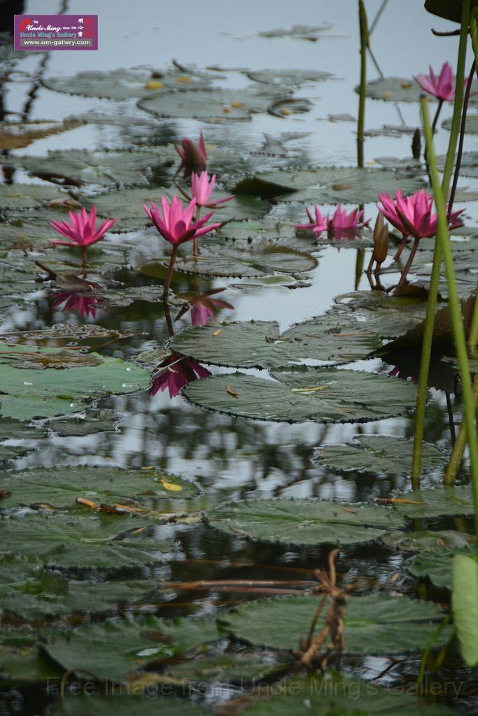 20180618lotus-hunghu_DSC_1558.JPG