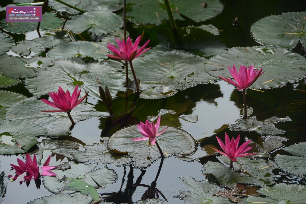 20180618lotus-hunghu_DSC_1559.JPG