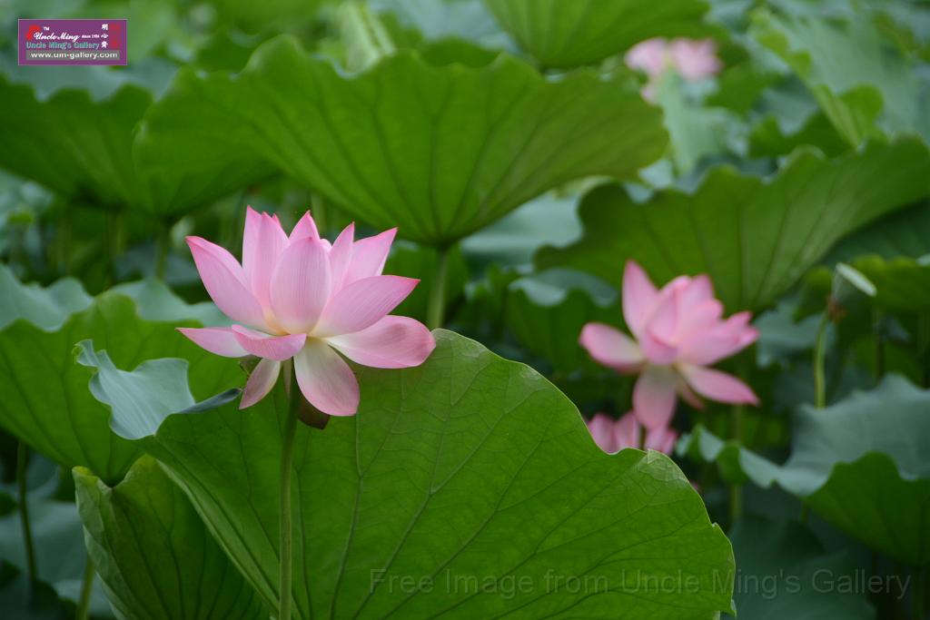 20180618lotus-hunghu_DSC_1561.JPG