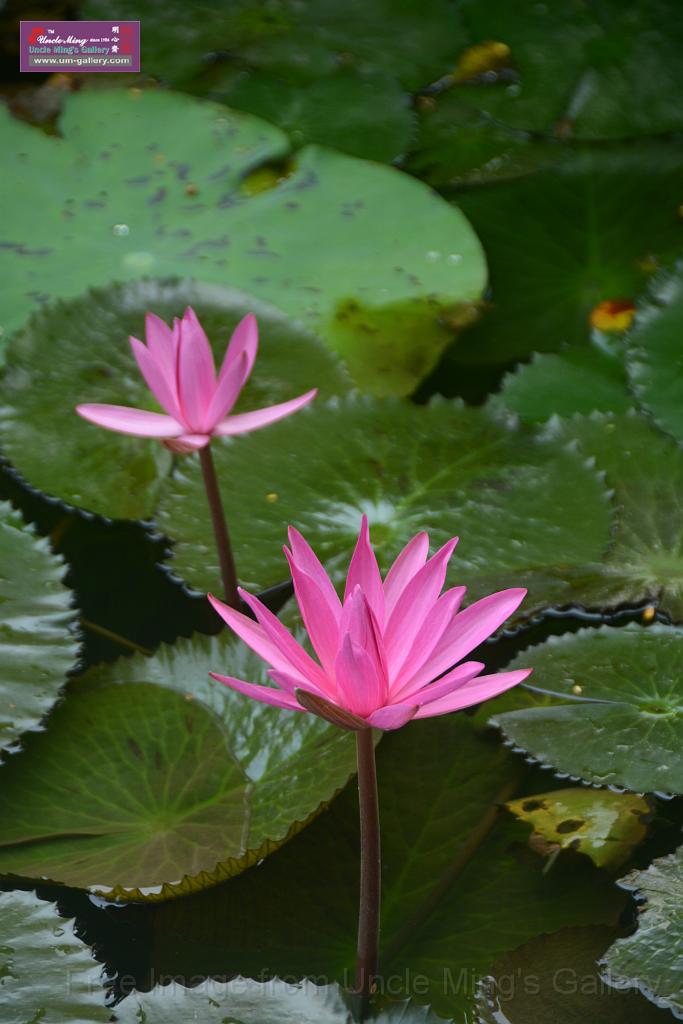 20180618lotus-hunghu_DSC_1562.JPG