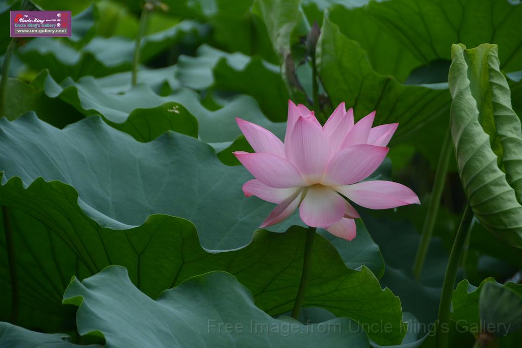 20180618lotus-hunghu_DSC_1564.JPG