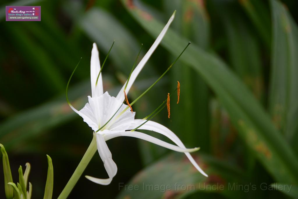 20180618lotus-hunghu_DSC_1565.JPG