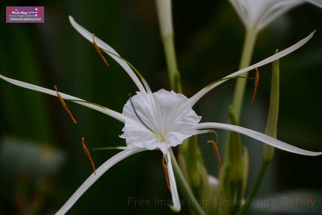 20180618lotus-hunghu_DSC_1566.JPG