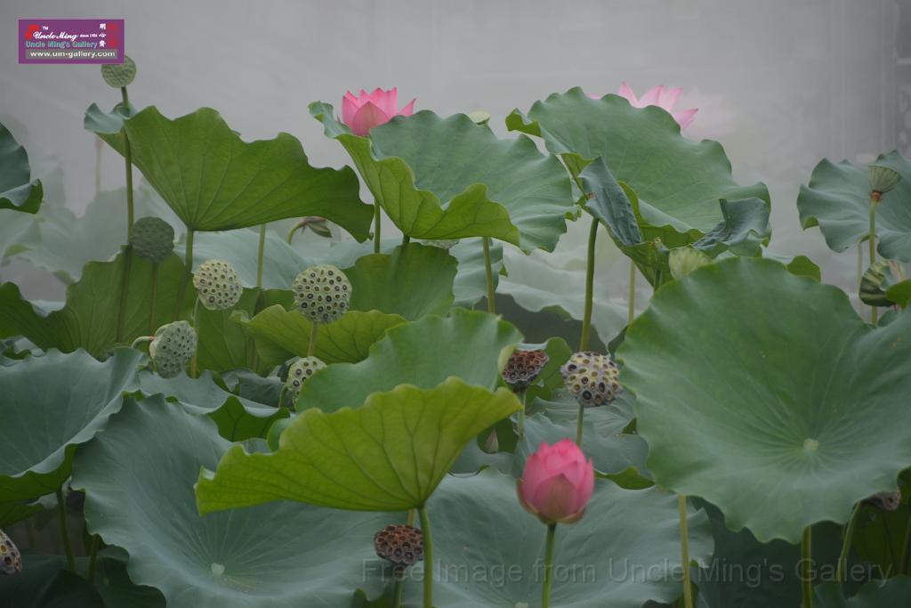 20180618lotus-hunghu_DSC_1567.JPG