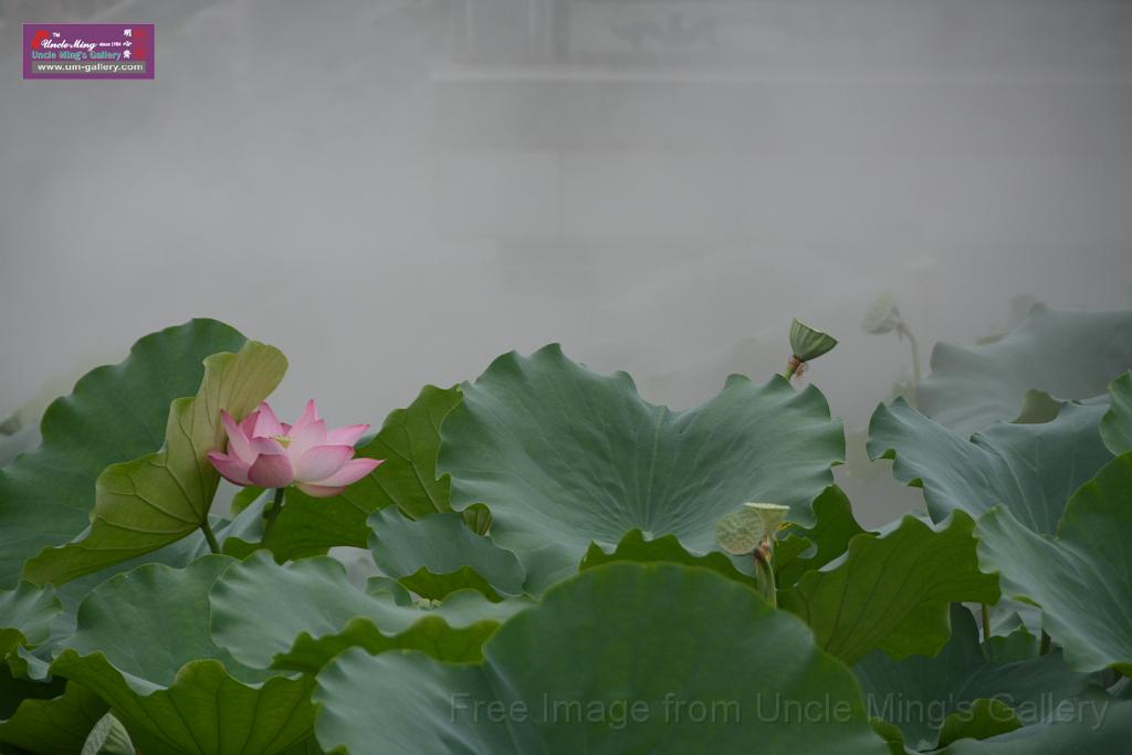 20180618lotus-hunghu_DSC_1568.JPG