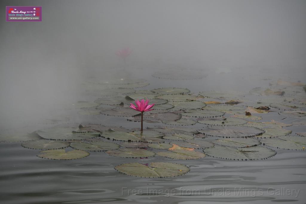 20180618lotus-hunghu_DSC_1569.JPG