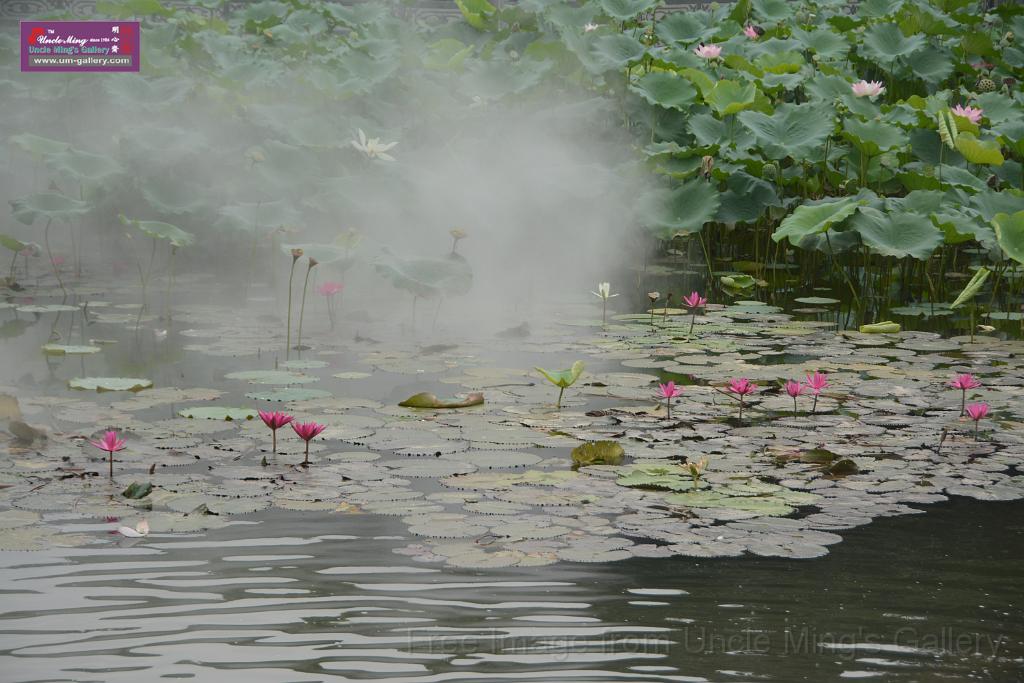 20180618lotus-hunghu_DSC_1574.JPG