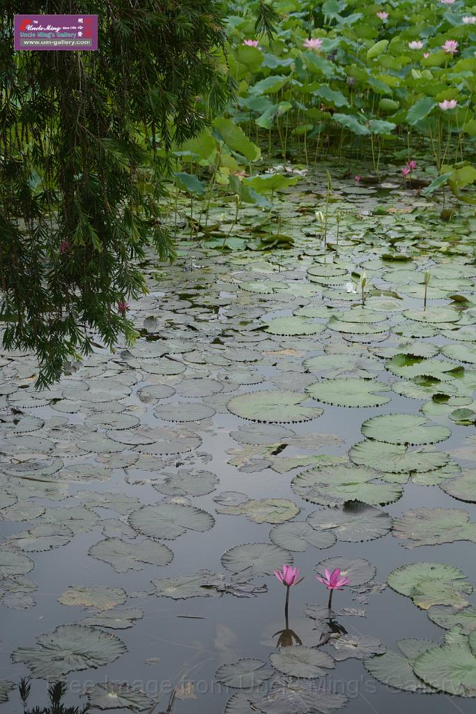 20180618lotus-hunghu_DSC_1582.JPG