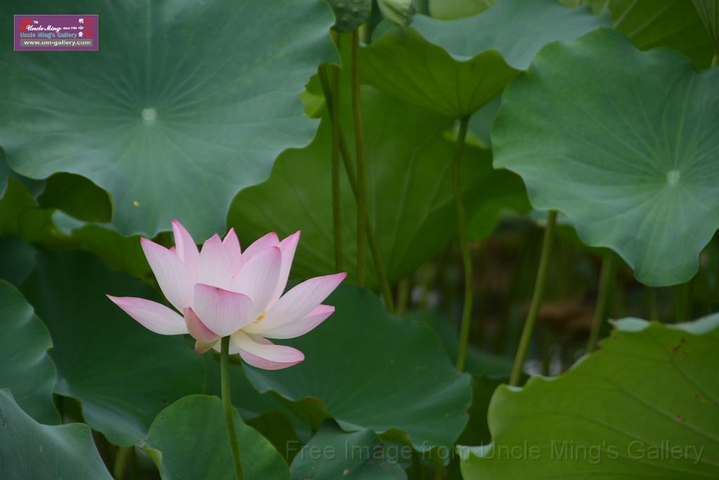 20180618lotus-hunghu_DSC_1584.JPG