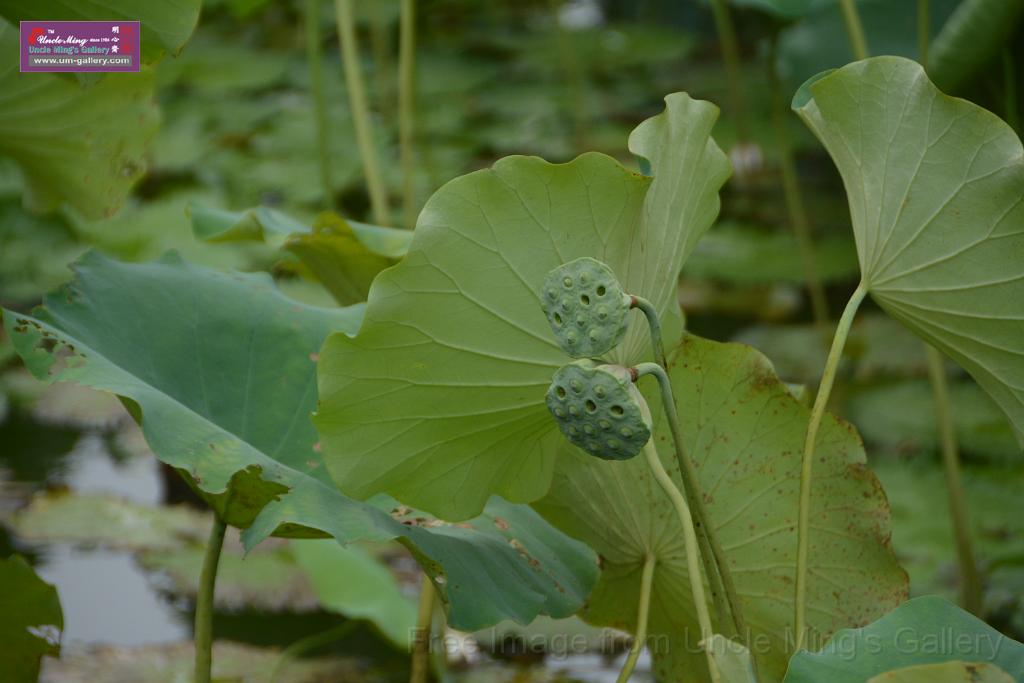 20180618lotus-hunghu_DSC_1585.JPG