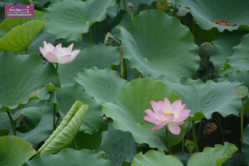 20180618lotus-hunghu_DSC_1586.JPG