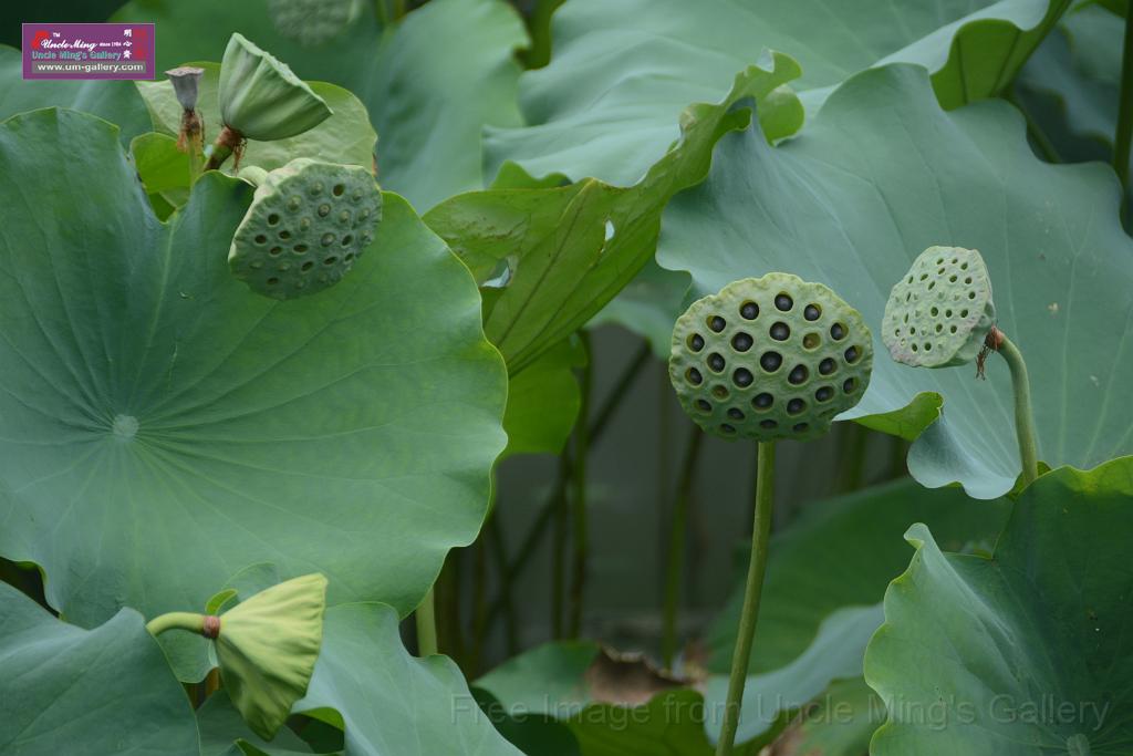 20180618lotus-hunghu_DSC_1592.JPG