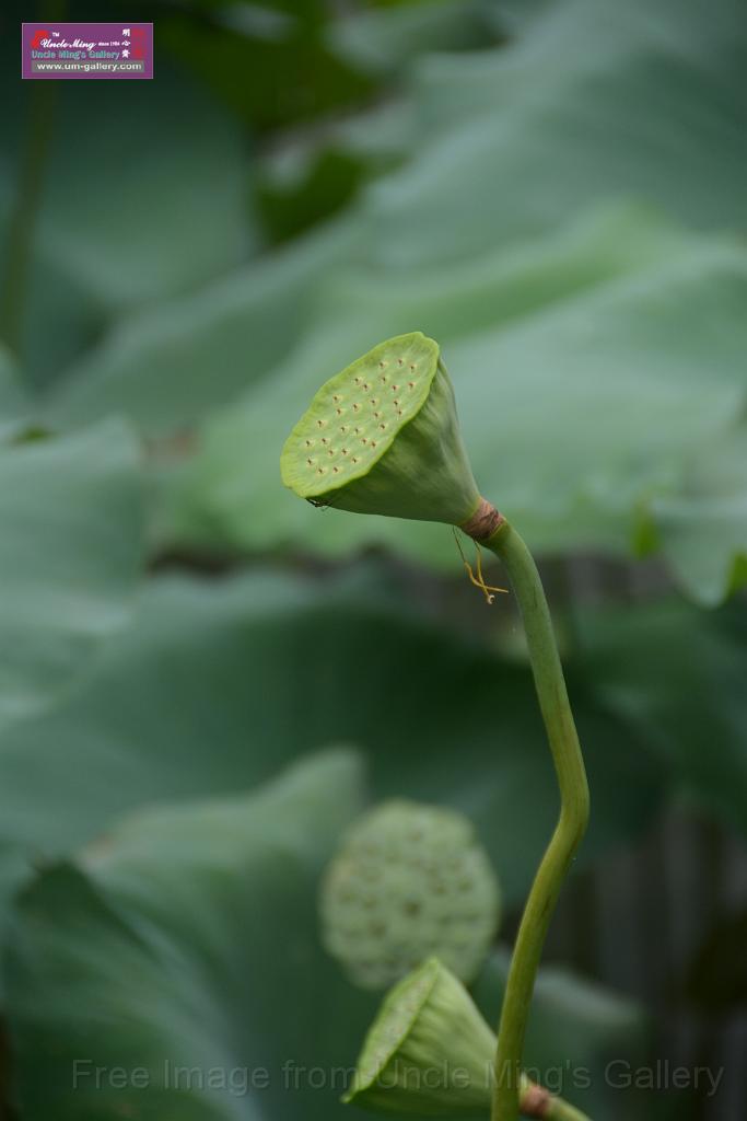 20180618lotus-hunghu_DSC_1597.JPG