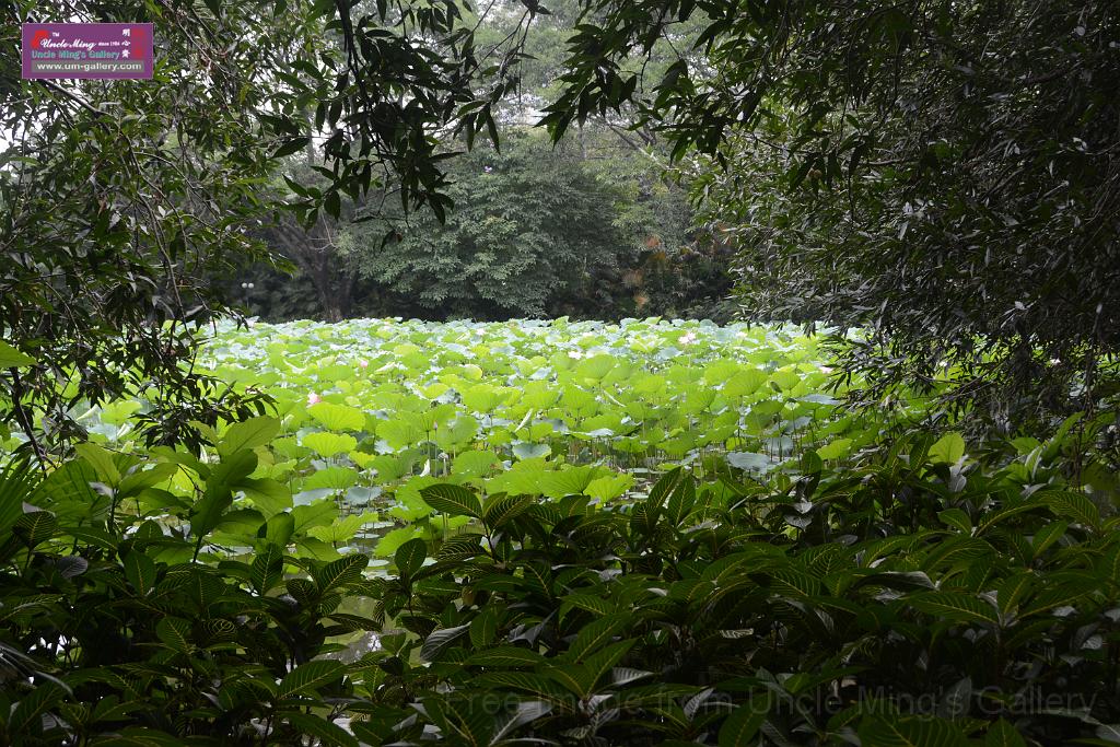 20180618lotus-hunghu_DSC_1599.JPG