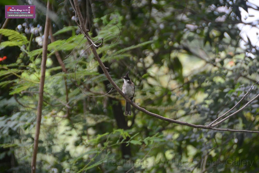 20180618lotus-hunghu_DSC_1604.JPG