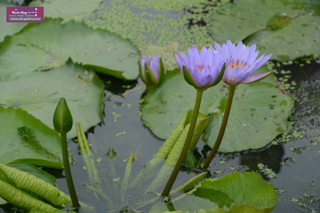 20180618lotus-hunghu_DSC_1617.JPG