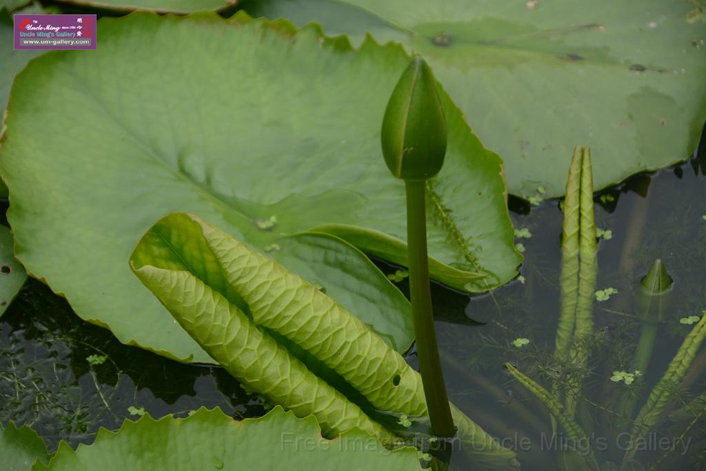 20180618lotus-hunghu_DSC_1618.JPG