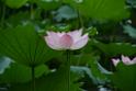 20180618lotus-hunghu_DSC_1540