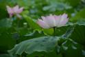 20180618lotus-hunghu_DSC_1552