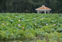 20180618lotus-hunghu_DSC_1577