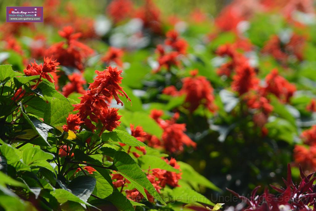 20180401flowers-taipo-park_DSC_1134.JPG