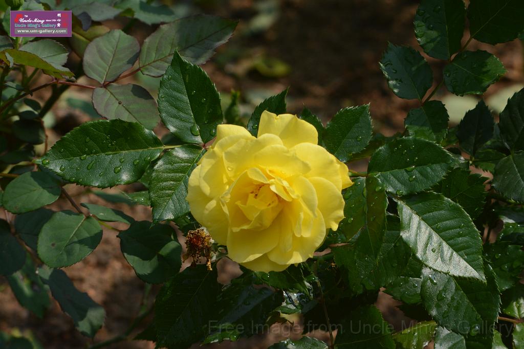 20180401flowers-taipo-park_DSC_1141.JPG