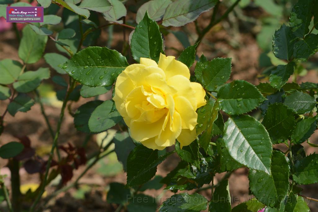 20180401flowers-taipo-park_DSC_1142.JPG