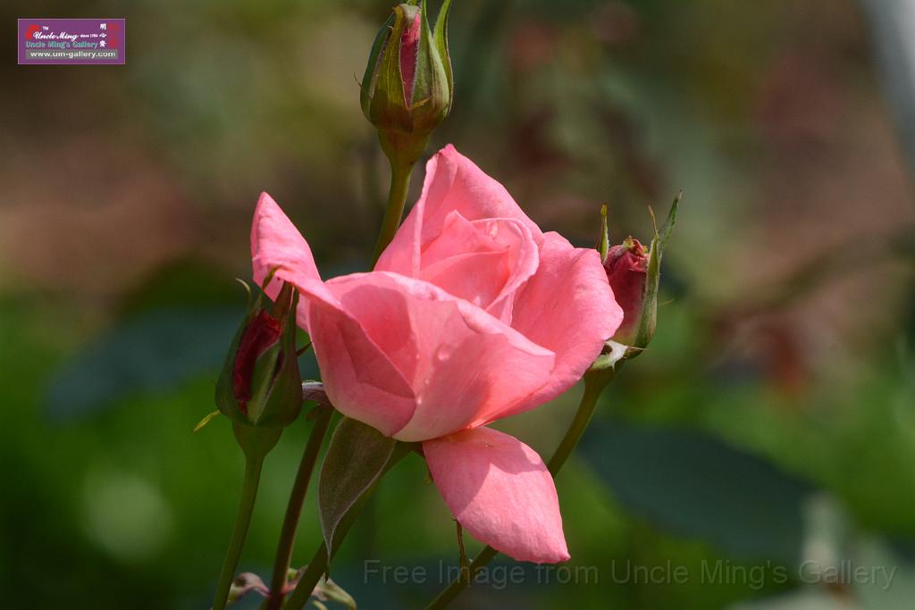 20180401flowers-taipo-park_DSC_1151.JPG