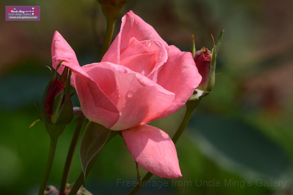 20180401flowers-taipo-park_DSC_1153.JPG