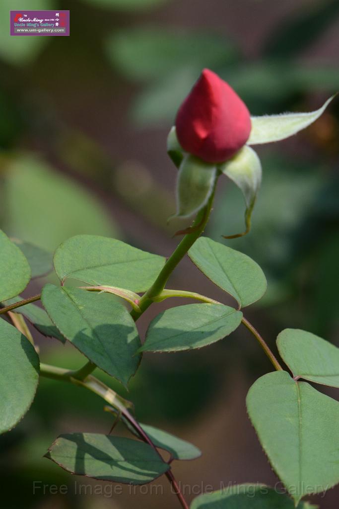 20180401flowers-taipo-park_DSC_1165.JPG