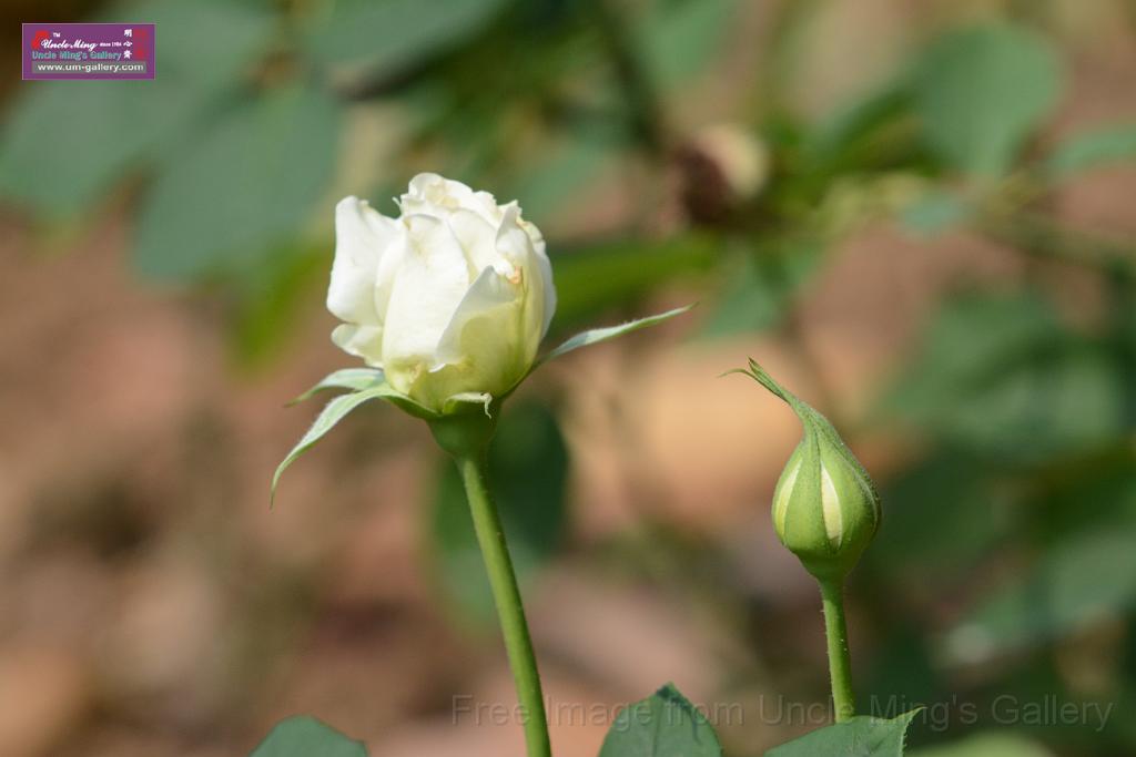 20180401flowers-taipo-park_DSC_1170.JPG