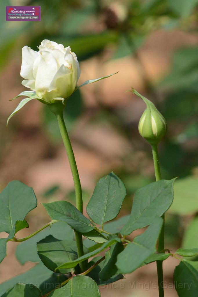 20180401flowers-taipo-park_DSC_1171.JPG