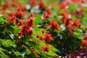 20180401flowers-taipo-park_DSC_1134