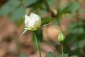 20180401flowers-taipo-park_DSC_1170