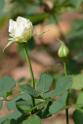 20180401flowers-taipo-park_DSC_1171