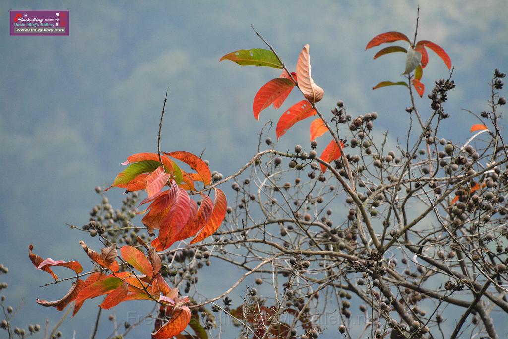 2019331sm-kadoorie-farmDSC_3990.JPG