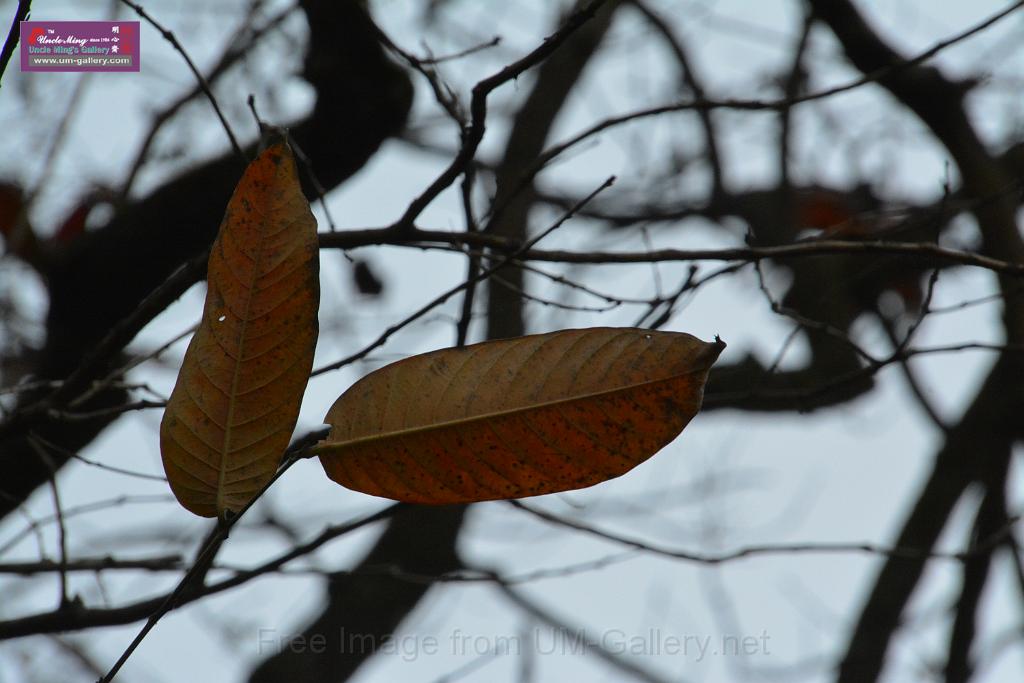 2019331sm-kadoorie-farmDSC_3991.JPG