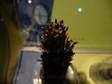 100627sci_museum_P1040633