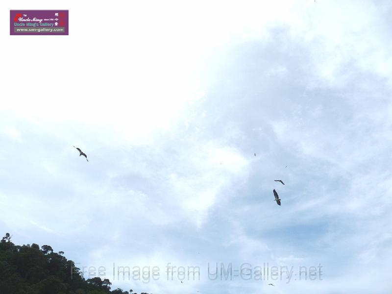 090410sm_langkawi_P1030866r.JPG - Red eagles hovering in the sky.