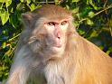 monkey