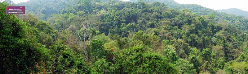 rain_forest_36x120in.jpg