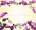 orchid_compose1c_xlp_preview