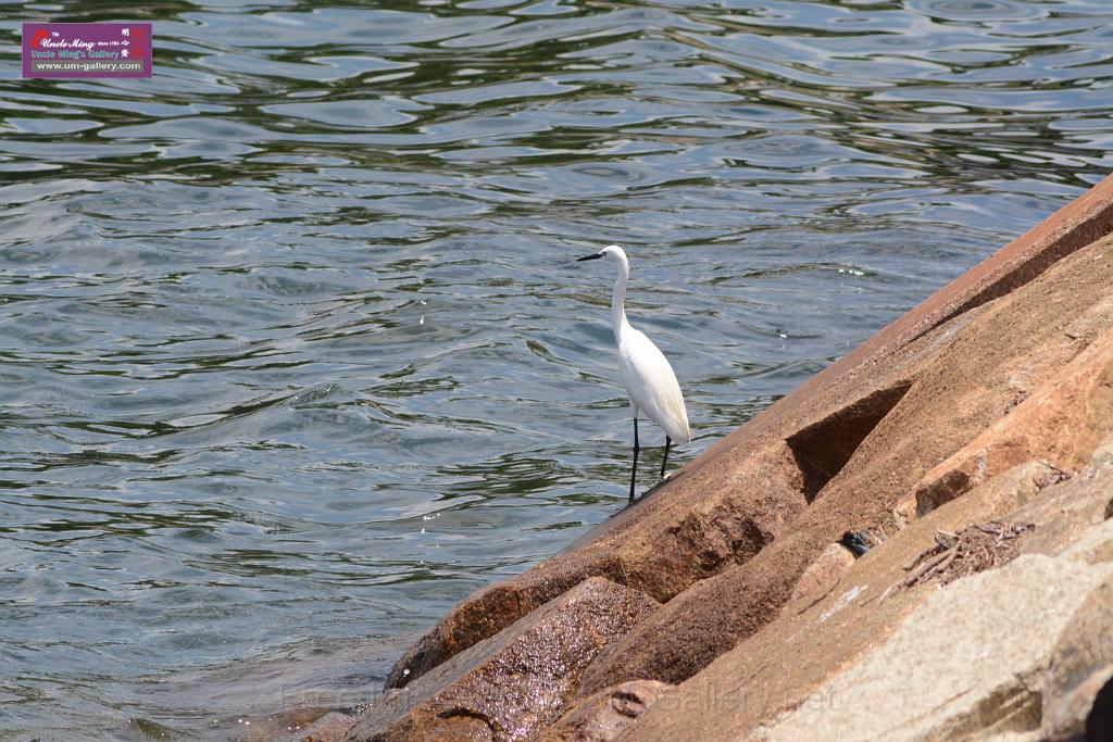 20150619taipo-egret_f39215744.jpg