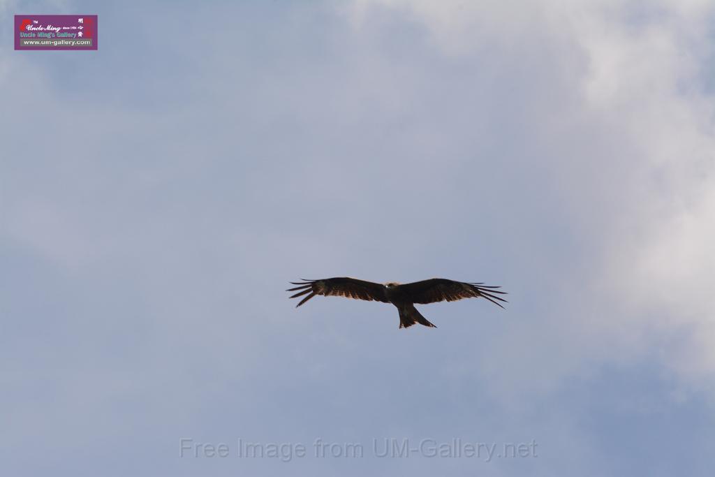 20150619taipo-egret_f39266112.jpg