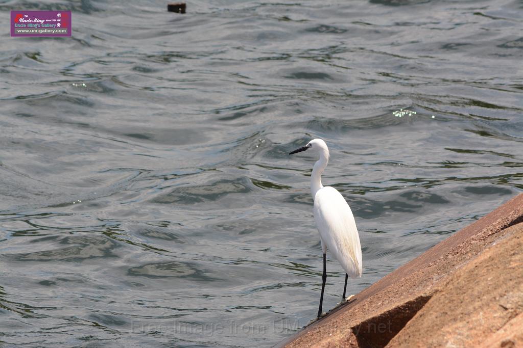 20150619taipo-egret_f39331712.jpg