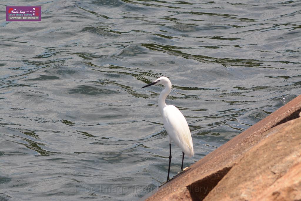 20150619taipo-egret_f39351936.jpg